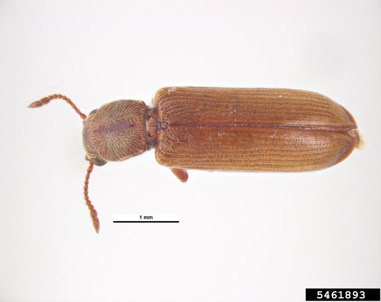 American Roach